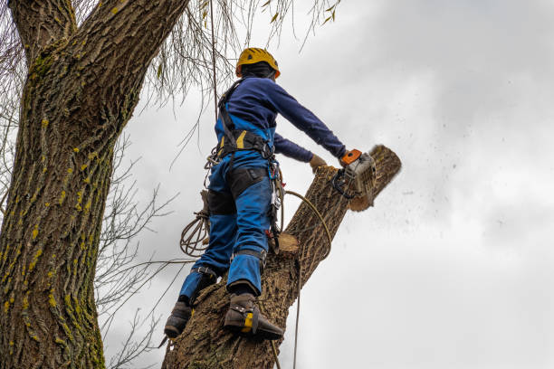 Best Tree Disease Treatment  in Spring Valley, WI